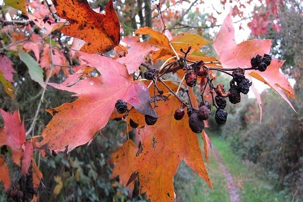 برگ و میوه خشک بارانک